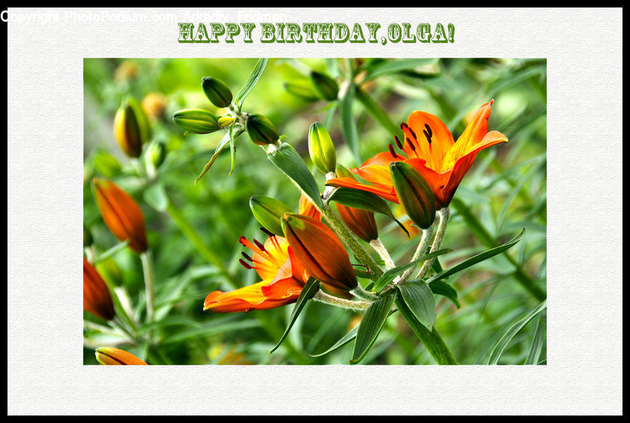 Collage, Poster, Floral Design, Blossom, Flora, Flower, Plant