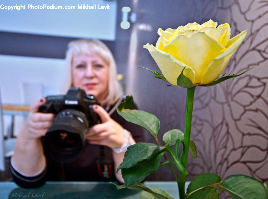 People, Person, Human, Plant, Potted Plant, Camera, Electronics
