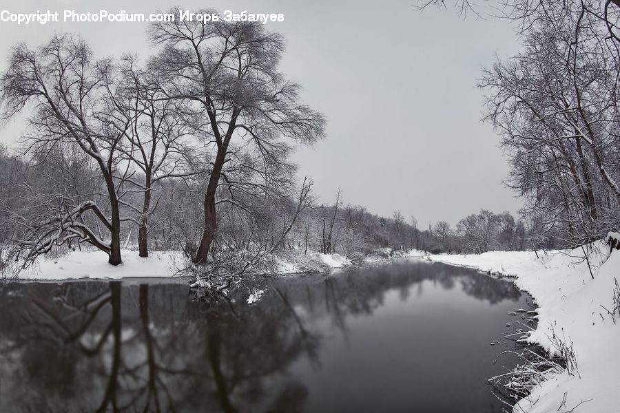 Ice, Outdoors, Snow, Plant, Tree, Forest, Grove