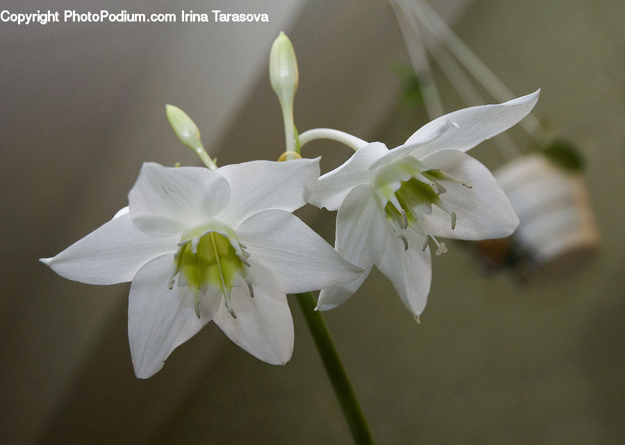 Blossom, Flora, Flower, Plant, Pollen, Gladiolus, Geranium