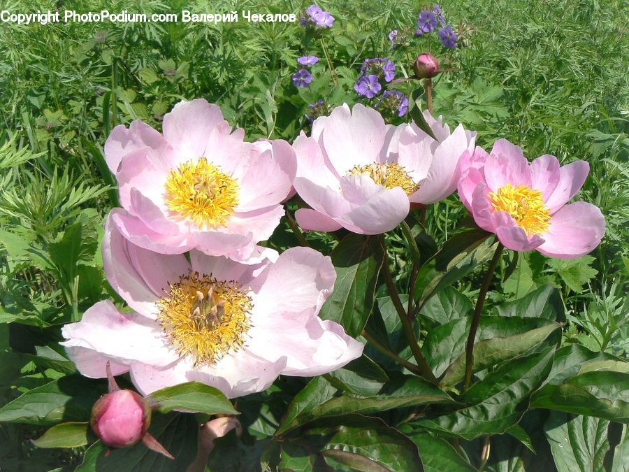 Blossom, Flower, Peony, Plant, Potted Plant, Flora, Geranium