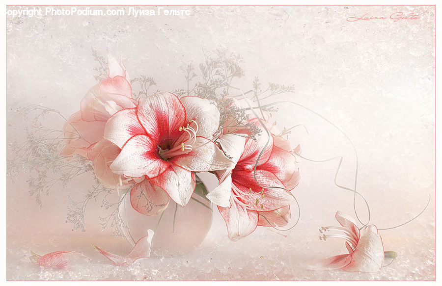 Accessories, Blossom, Flora, Flower, Geranium, Plant
