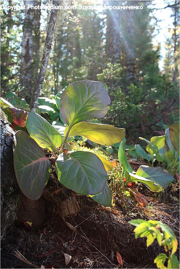Plant, Potted Plant, Forest, Jungle, Rainforest, Vegetation, Cabbage