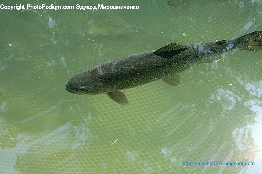 Fish, Pike, Sea Life, Trout, Carp