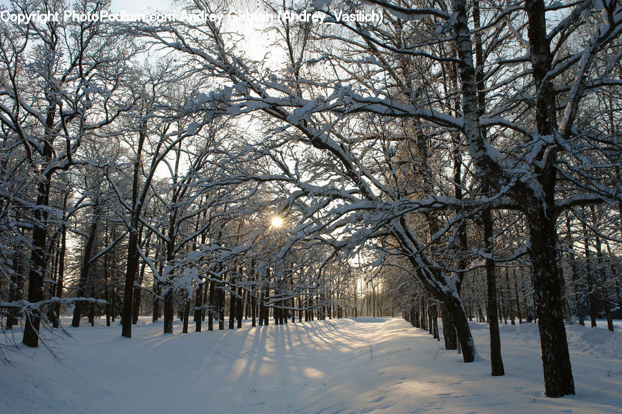 Park, Landscape, Nature, Scenery, Campus, Forest, Vegetation