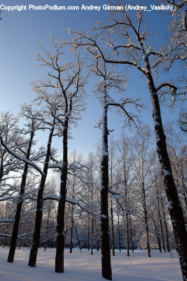 Birch, Tree, Wood, Forest, Vegetation, Conifer, Fir