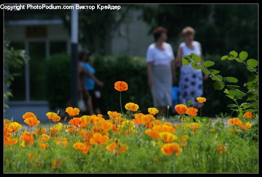 Human, People, Person, Plant, Potted Plant, Blossom, Flora