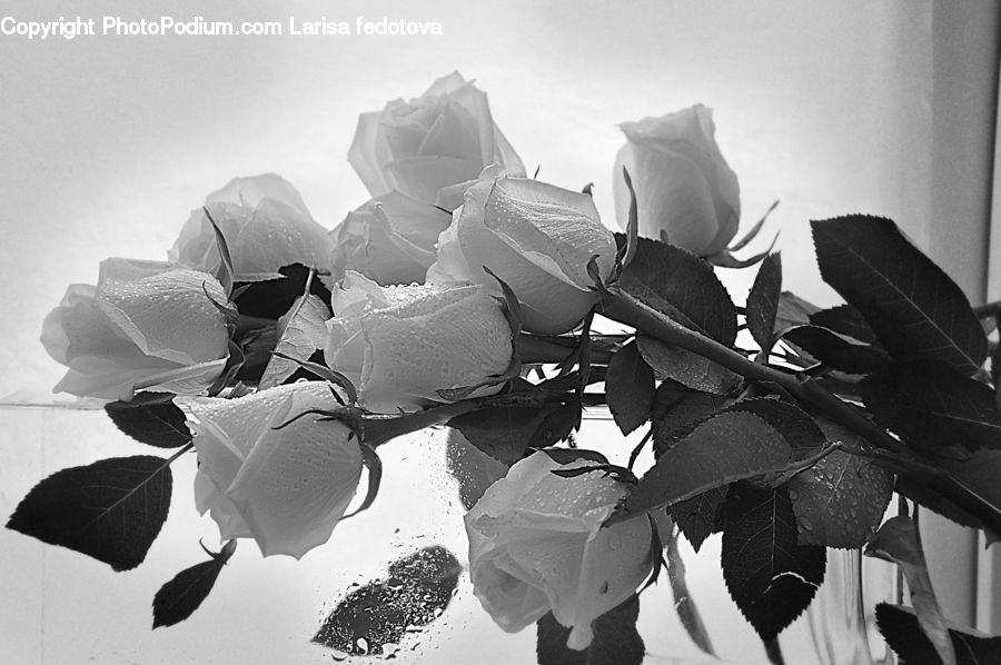 Blossom, Flora, Flower, Plant, Petal, Daffodil, Rose