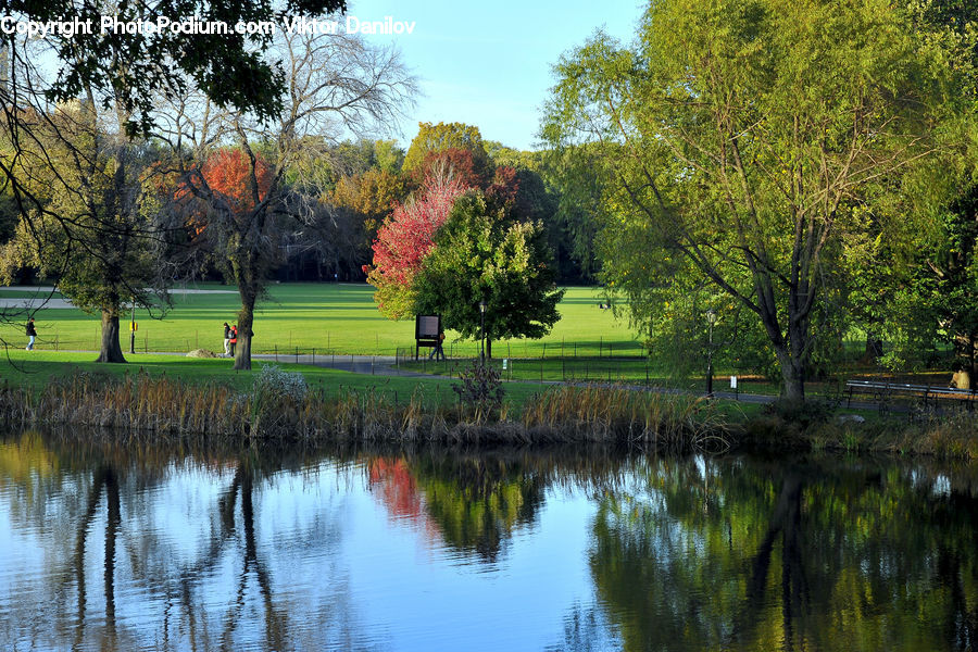 Outdoors, Pond, Water, Plant, Tree, Bench, Park
