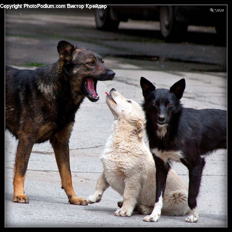 Animal, Canine, Dog, German Shepherd, Mammal, Pet, Collie