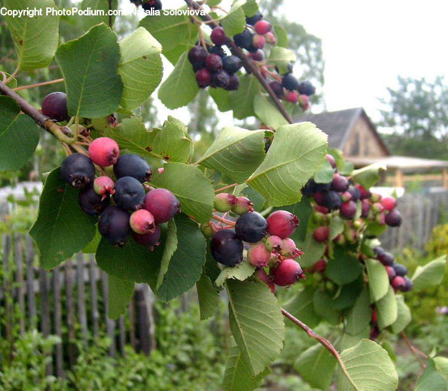 Fruit, Grapes, Blueberry, Plum, Plant, Vine