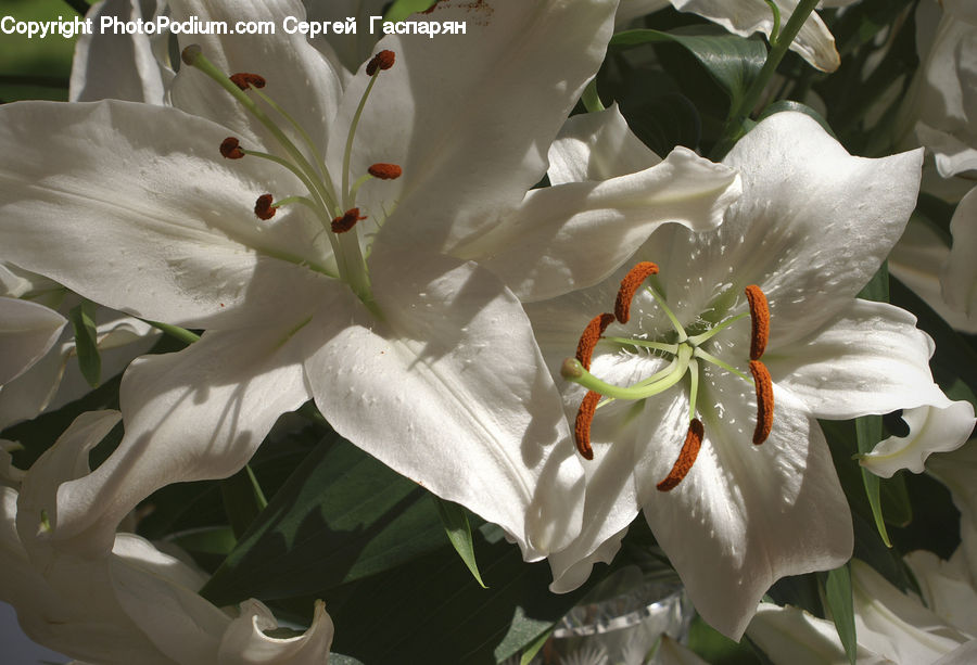 Flora, Flower, Gladiolus, Plant, Blossom, Petal, Anther