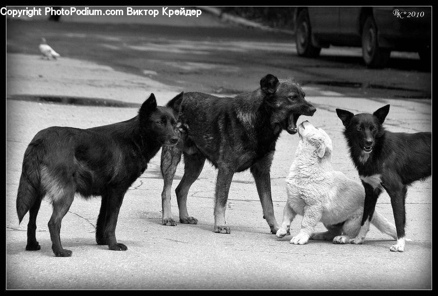 Animal, Asphalt, Tarmac, Adorable, Canine, Collie, Dog