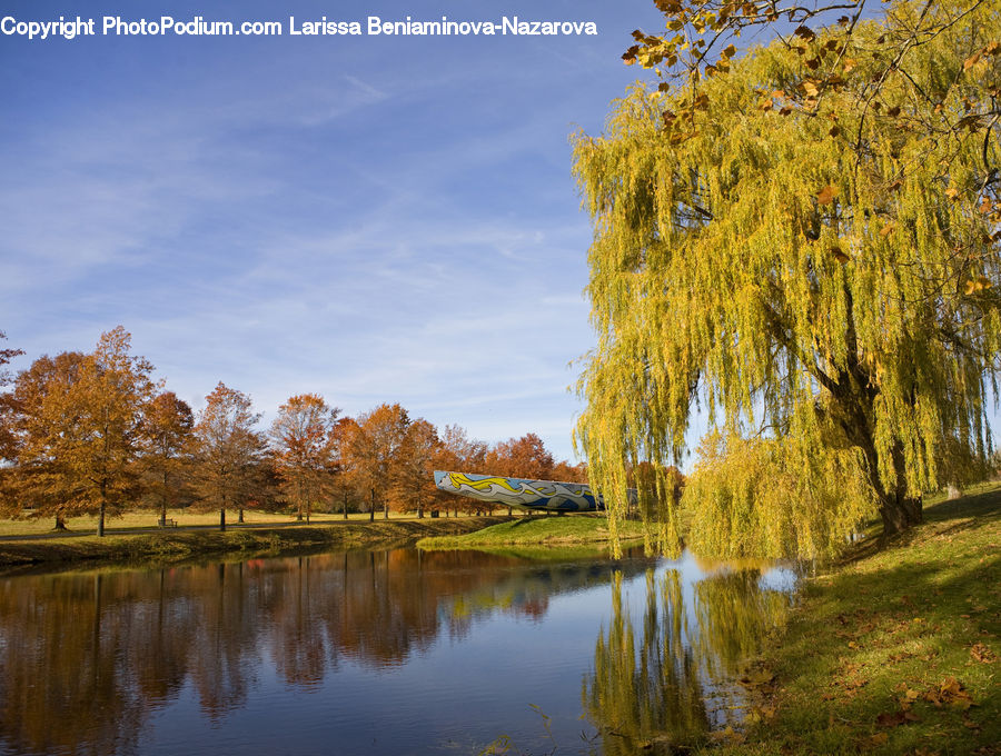 Plant, Tree, Willow, Conifer, Fir, Field, Grass