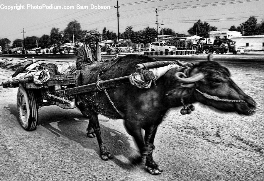 Tomb, Buggy, Carriage, Vehicle, Animal, Bull, Cattle