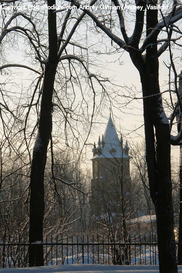 Plant, Tree, Silhouette, Birch, Wood, Campus, Architecture