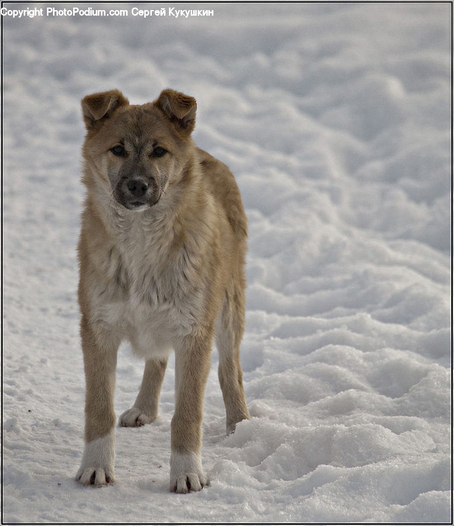 Animal, Canine, Dog, Golden Retriever, Mammal, Pet, Chow