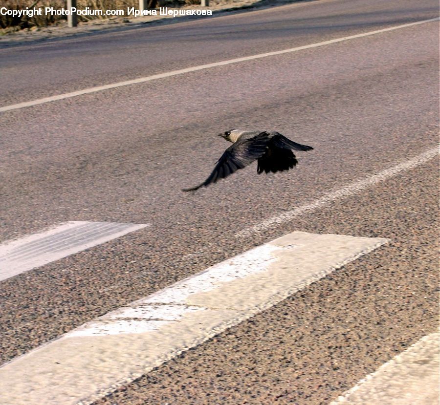Bird, Blackbird, Crow, Condor, Vulture