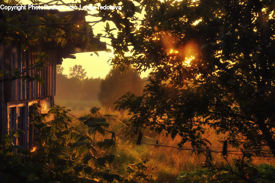 Plant, Potted Plant, Dawn, Dusk, Sky, Sunrise, Sunset