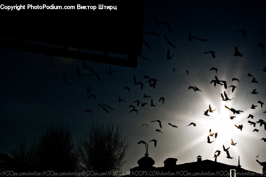 Flock