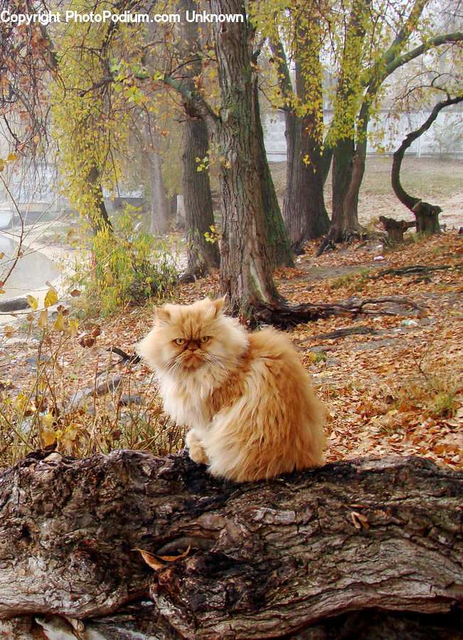 Plant, Tree, Animal, Chow, Dog, Pet, Oak