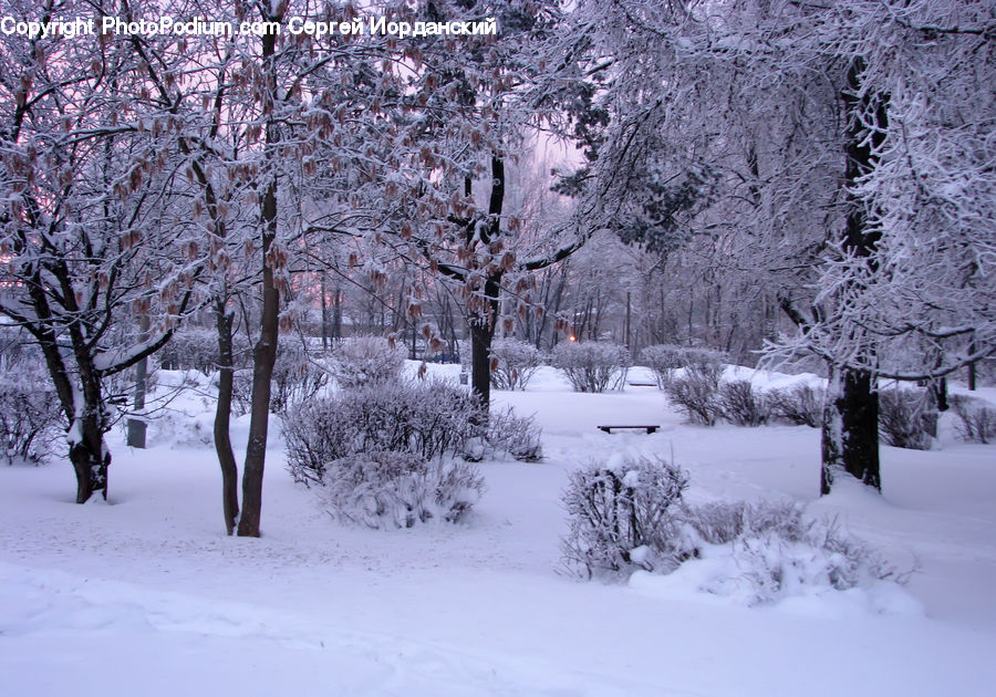 Ice, Outdoors, Snow, Landscape, Nature, Scenery, Bush