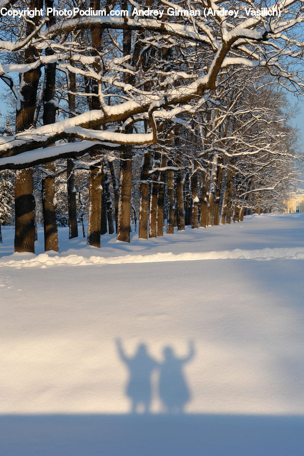 Plant, Tree, Ice, Outdoors, Snow, Birch, Wood