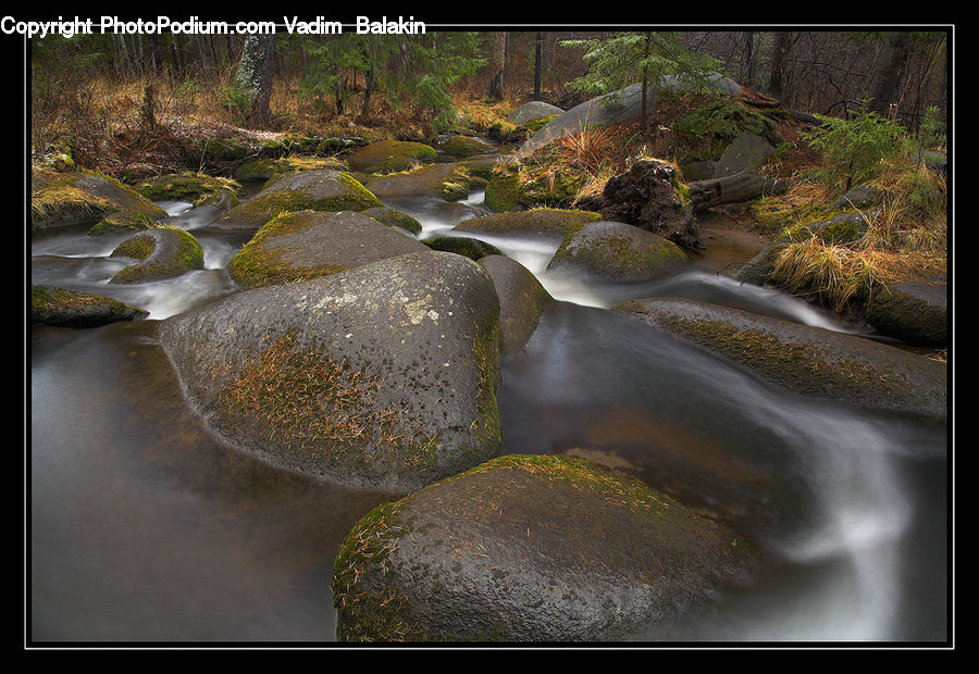 Moss, Plant, Creek, Outdoors, River, Water, Bush