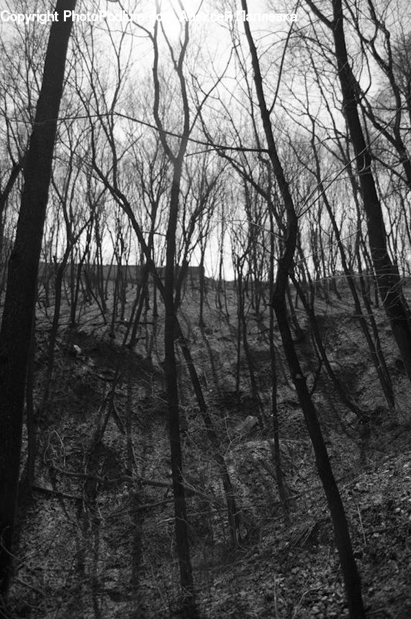 Forest, Vegetation, Grove, Land, Plant, Tree, Outdoors
