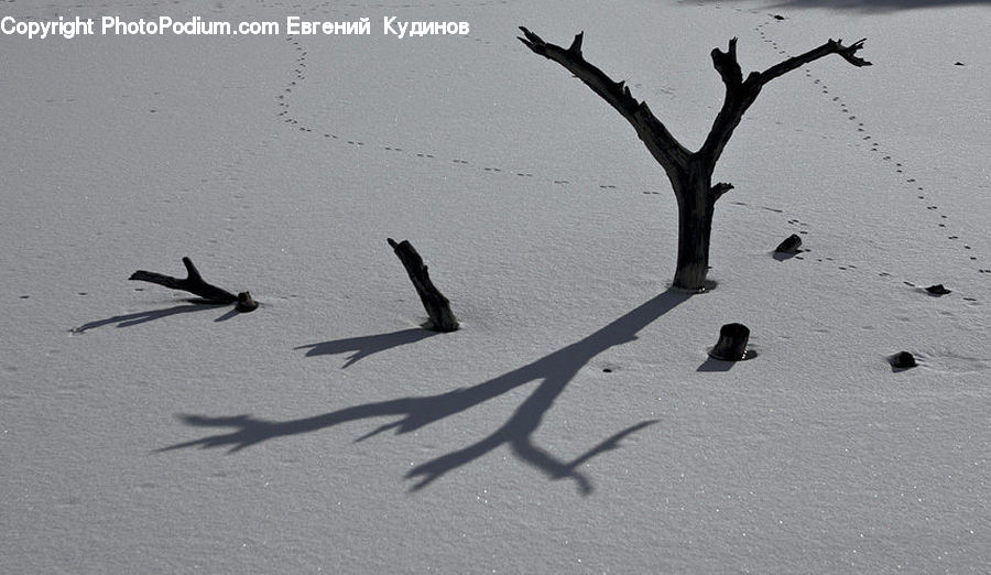 Bird, Silhouette, Swallow, Kite Bird, Flying