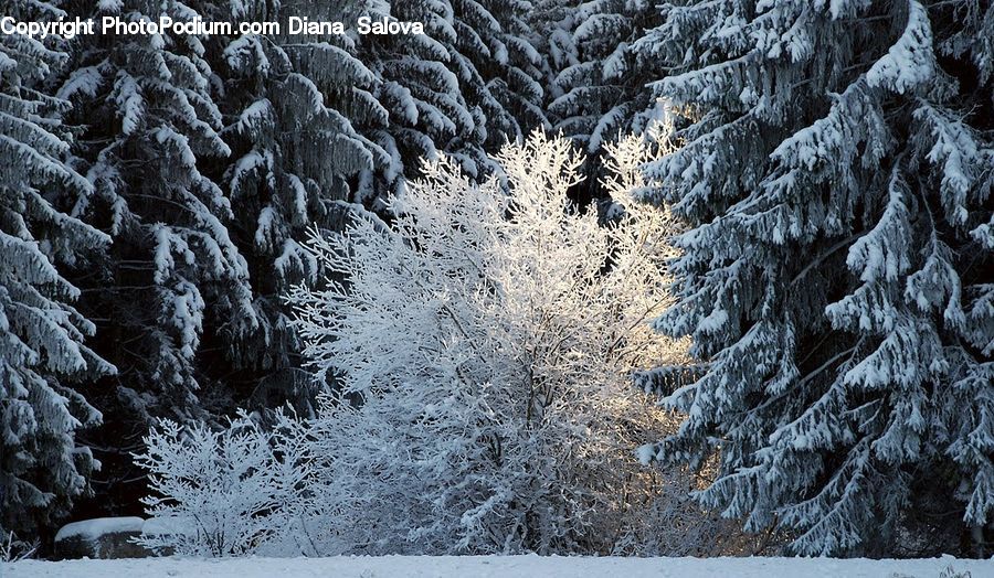 Frost, Ice, Outdoors, Snow, Conifer, Fir, Plant