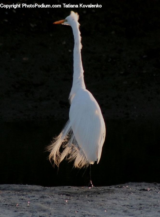 Bird, Crane Bird, Heron, Ardeidae, Beak