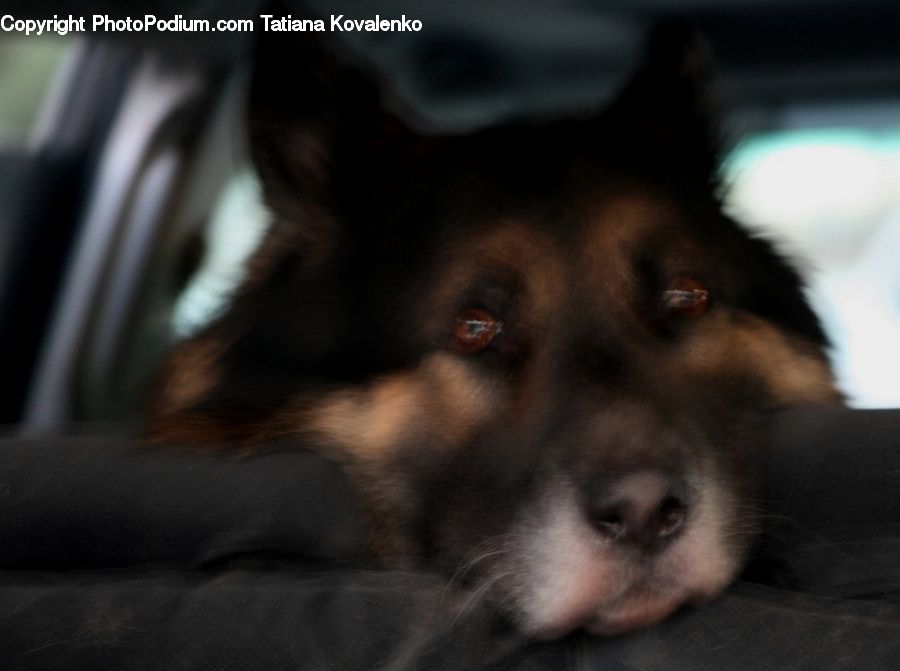 Animal, Canine, Dog, Husky, Mammal, Pet, Collie