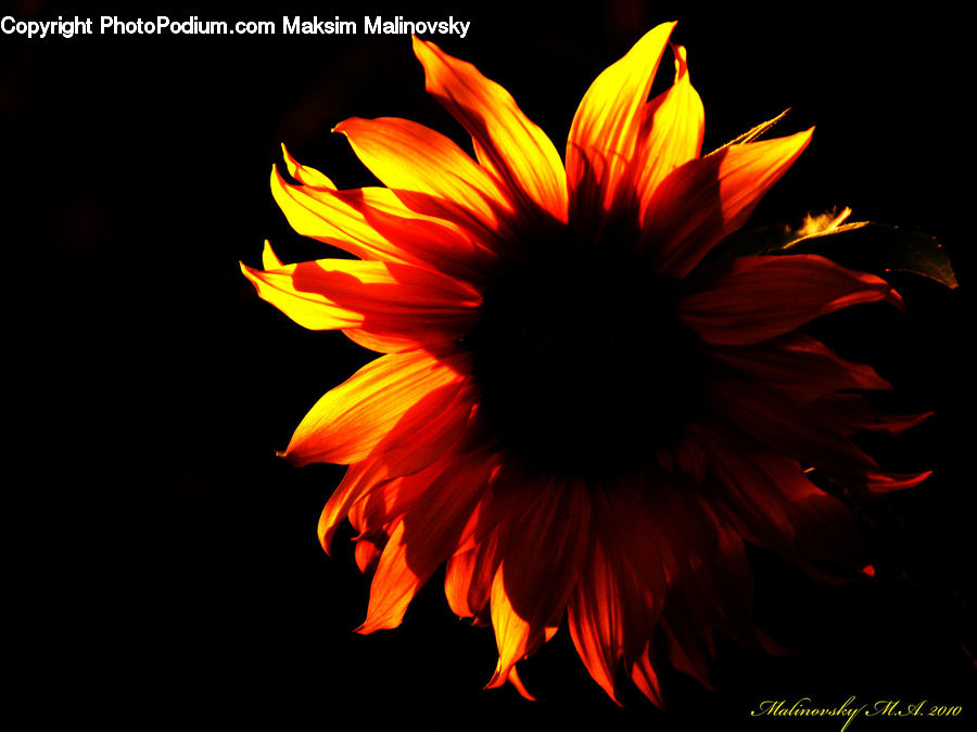 Dance, Dance Pose, Flamenco, Music, Performer, Blossom, Flora