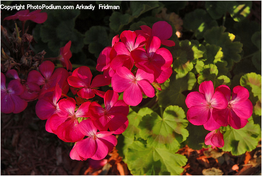 Blossom, Flora, Flower, Geranium, Plant, People, Person