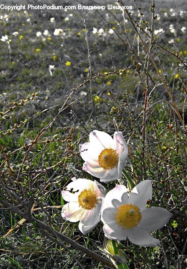 Anemone, Blossom, Flower, Plant, Flora, Poppy, Daffodil