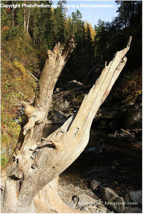 Driftwood, Wood, Rock, Outdoors, Forest, Grove, Land