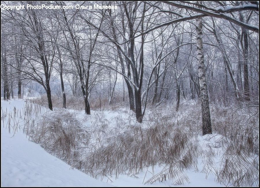 Ice, Outdoors, Snow, Forest, Vegetation, Landscape, Nature