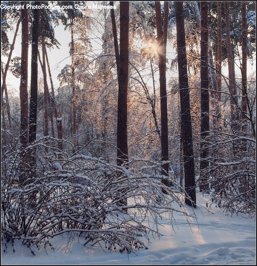 Forest, Vegetation, Conifer, Fir, Plant, Tree, Birch