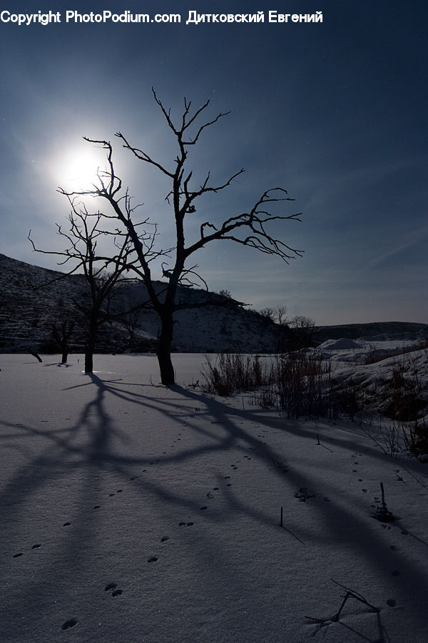 Alps, Crest, Mountain, Peak, Plant, Tree, Ice
