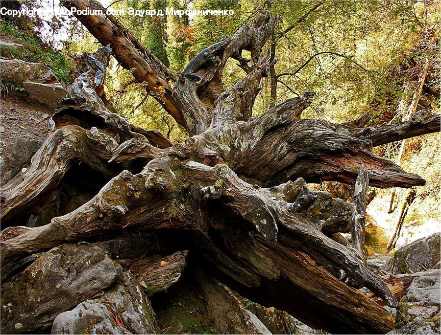 Fir, Redwood, Tree, Wood, Tree Trunk, Conifer, Plant