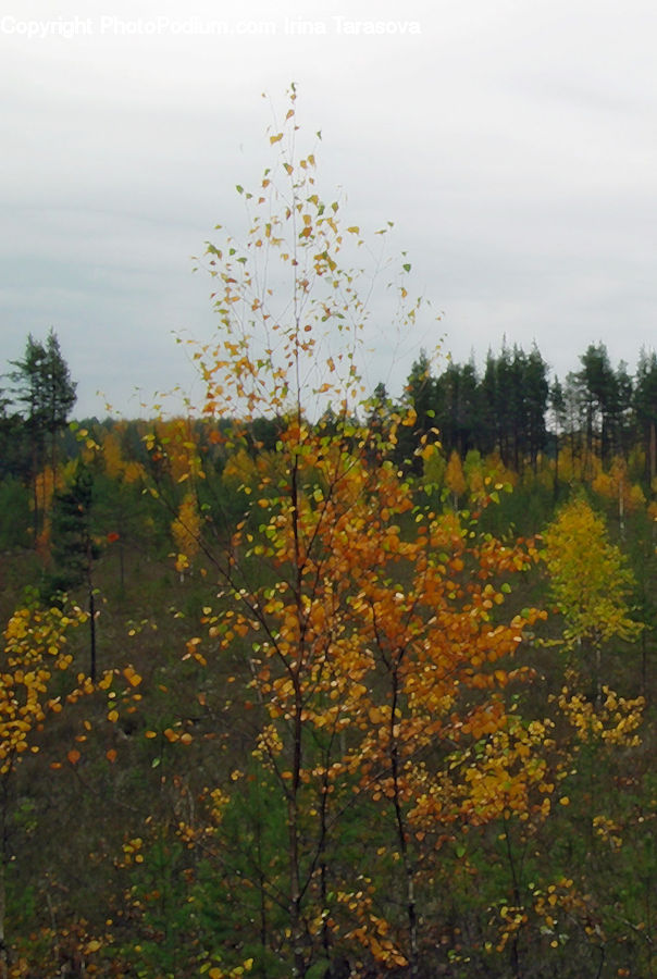 Conifer, Fir, Plant, Tree, Forest, Vegetation, Landscape