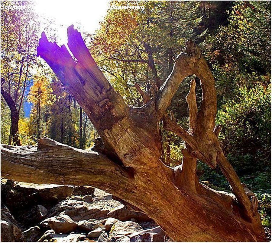 Forest, Grove, Land, Plant, Tree, Tree Trunk, Canyon