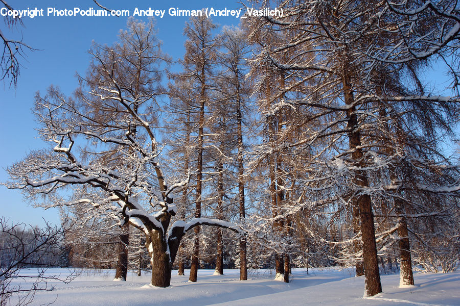 Ice, Outdoors, Snow, Birch, Tree, Wood, Plant