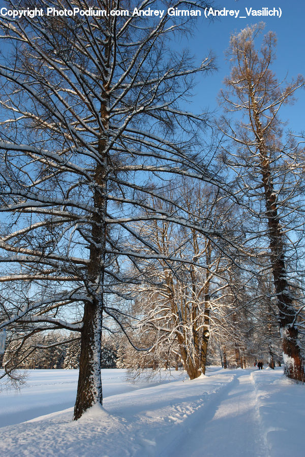 Landscape, Nature, Scenery, Conifer, Fir, Plant, Tree