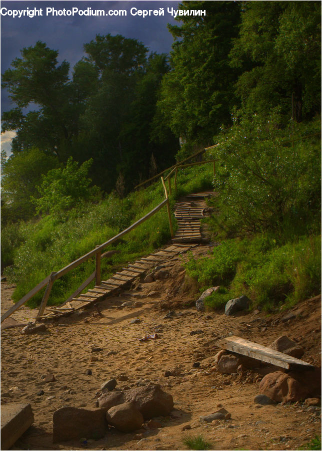 Conifer, Fir, Pine, Plant, Spruce, Tree, Dirt Road