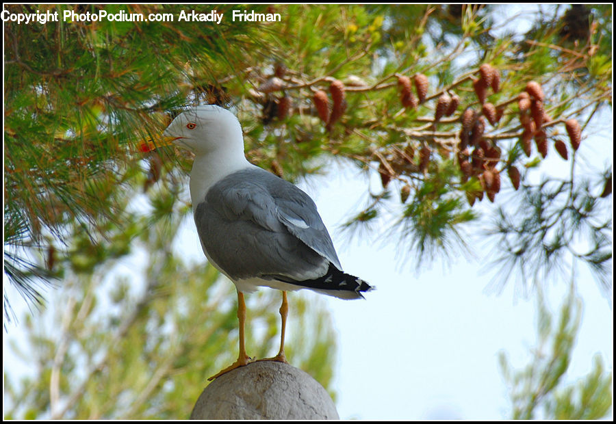 Conifer, Larch, Tree, Wood, Bird, Seagull, Acorn