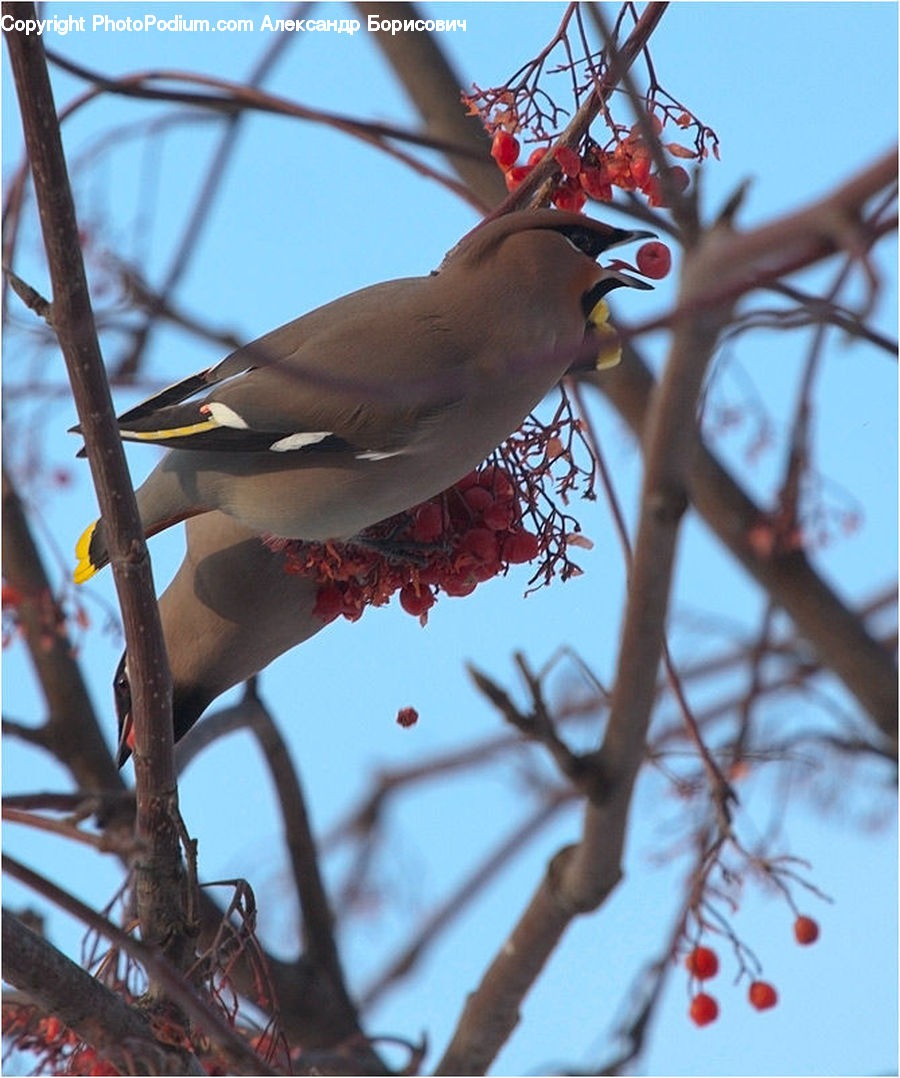 Bird, Finch, Blue Jay, Bluebird, Jay