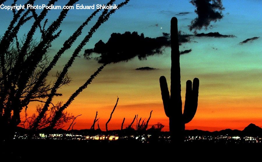 Cactus, Plant, Outdoors, Sky, Dusk, Sunlight, Sunrise