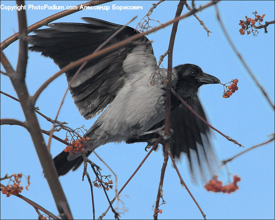 Bird, Blackbird, Crow, Oak, Sycamore, Tree, Tree Trunk